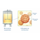 Total cell count and viability of microcarrier cultures