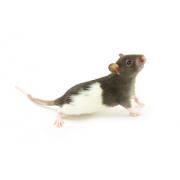 Breeding diet for mice