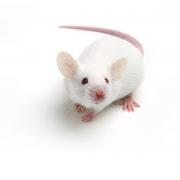 NMRI mouse, Crl:NMRI(Han)