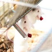 Mouse Intermittent IV Dose