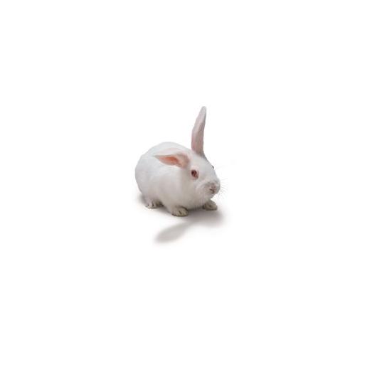 New Zealand White Rabbit - CR, Crl:KBL(NZW) | Animalab