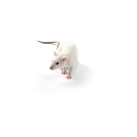 Spontaneously Hypertensive (SHR) Rat, SHR/NCrl