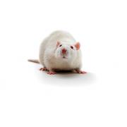Spontaneously Hypertensive Obese (SHROB) rat, SHROB/KolGmiCrl-Leprcp/Crl