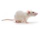Obese Resistant CD rat