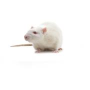 Spontaneously Hypertensive Stroke Prone (SHRSP) rat, SHRSP/A3NCrl