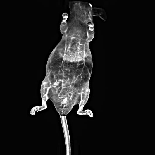 Vilber Newton FT-900 rat image
