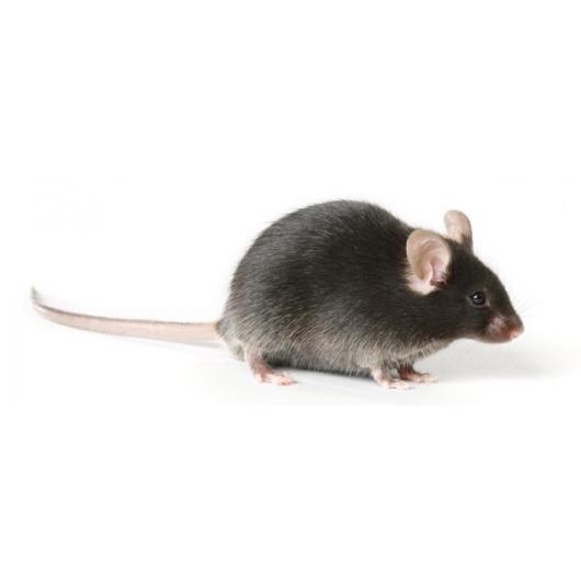 Swiss Nude mice, Crl:NU(Ico)-Foxn1nu | Animalab