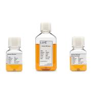 Human Serum AB, Male Only – Off Clot – USA – cGMP – Heat Inactivated, Gamma Irradiated