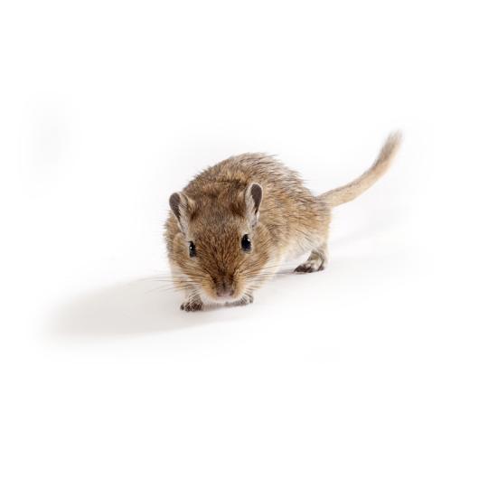 Mongolian-Gerbil