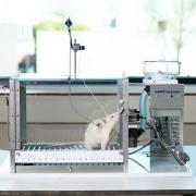 Rat IV self-administration, one compound