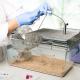 rat-infufions-and-blood-sampling