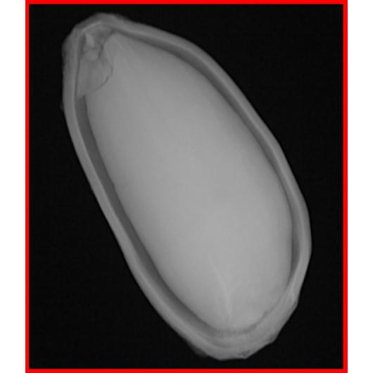 67eaa526a2412558191b99bc_Cotton seed close up - red