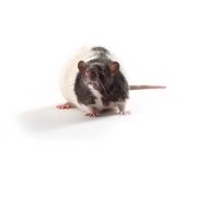 ZSF1 rat (obese), ZSF1-LeprfaLeprcp/Crl
