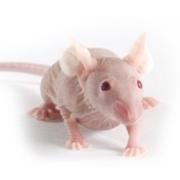 Swiss Nude mice, Crl:NU(Ico)-Foxn1nu