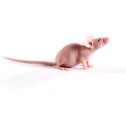 SCID Hairless Outbred (SHO®) mouse, Crl:SHO-PrkdcscidHrhr