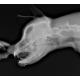 Zview x-ray software