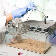 Rat continuous infusion plus blood sampling