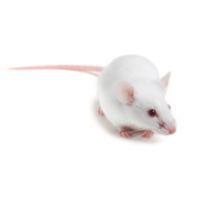 Athymic heterozygous mouse (Athymic HE), Crl:NU(NCr)-Foxn1nu