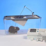 Rat continuous infusion