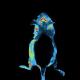 invivo imaging 1