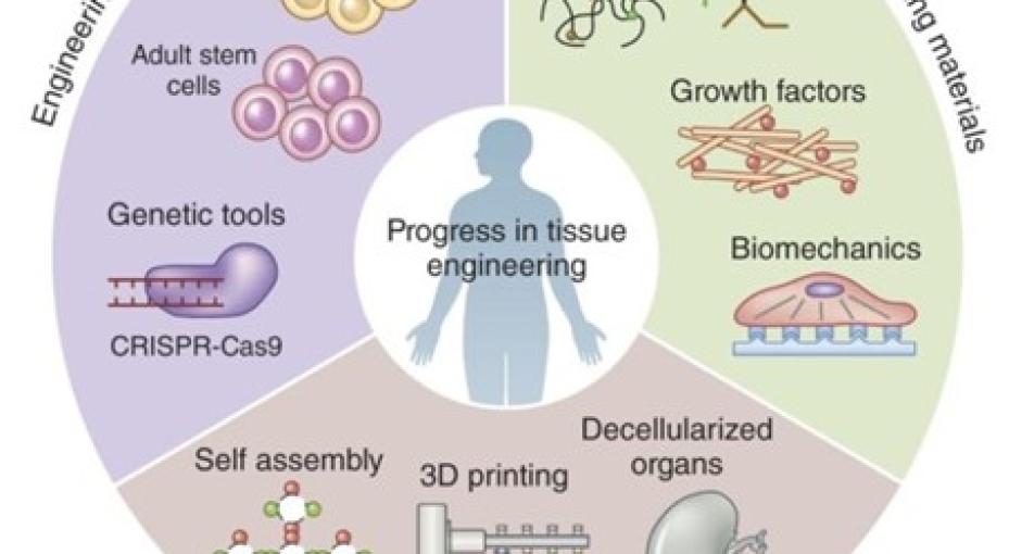 A decade of progress in tissue engineering