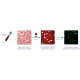 Counting nucleated cells in blood