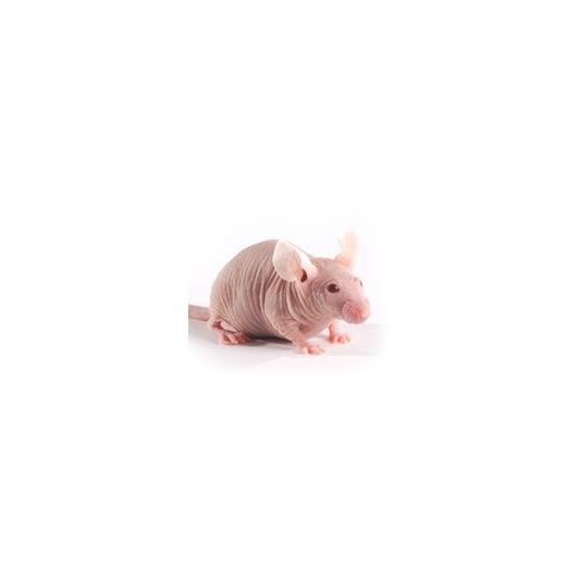 NMRI Nude mouse