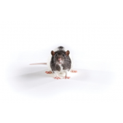 ZSF1 rat (lean), ZSF1-LeprfaLeprcp/Crl