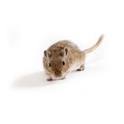 Mongolian Gerbil, Crl:MON(Tum)