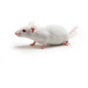 B6 Albino mouse, B6N-Tyrc-Brd/BrdCrCrl