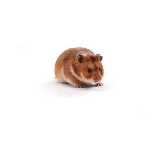 Hamsters in medical research