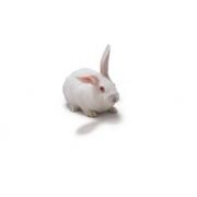 New Zealand White Rabbit - CR, Crl:KBL(NZW)