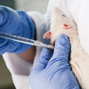 Rat IV bolus