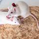 rat_vab_grouphoused
