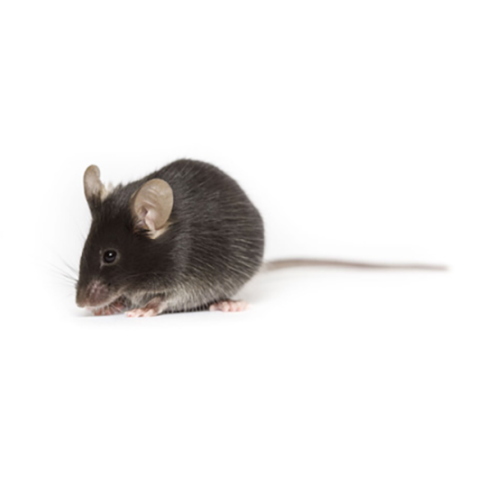 B6N mouse, Black 6N, C57BL/6NJ | Animalab