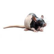 RNU Nude rat, Crl:NIH-Foxn1rnu