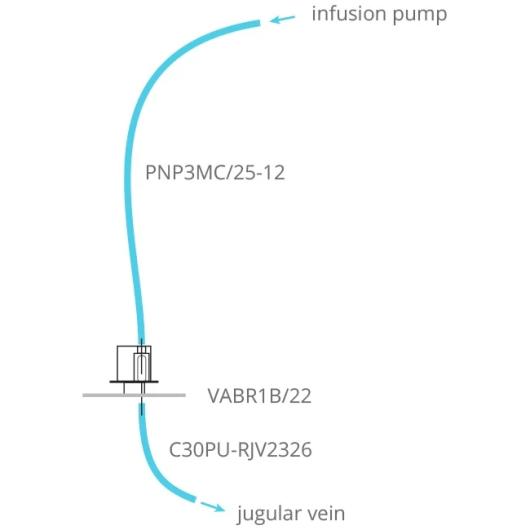 rat_intermittent_iv_dose_scheme