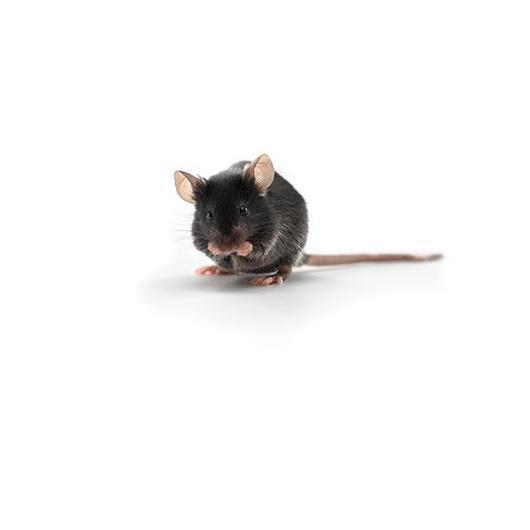 NMRI nude mice: HsdCpb:NMRI-Foxn1nu