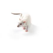Spontaneously Hypertensive (SHR) rat, SHR/NCrl