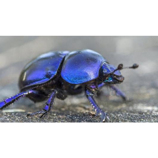 dung-beetle-feature